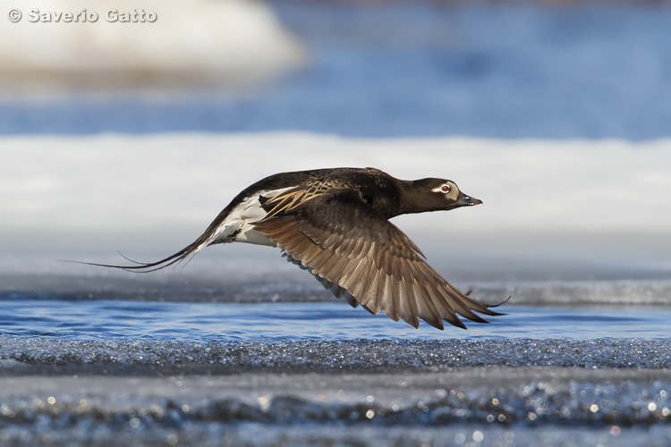 Long-tailed Duck