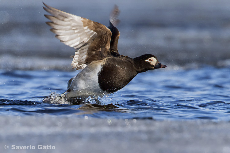 Long-tailed Duck