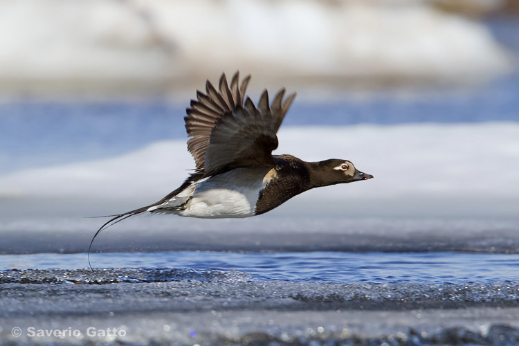 Long-tailed Duck