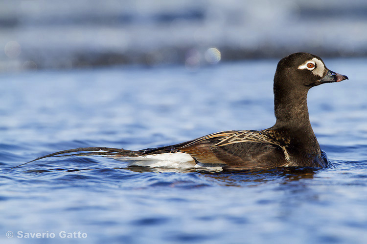 Long-tailed Duck