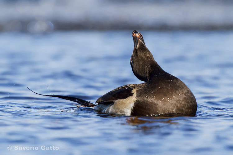 Long-tailed Duck