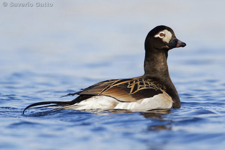 Long-tailed Duck