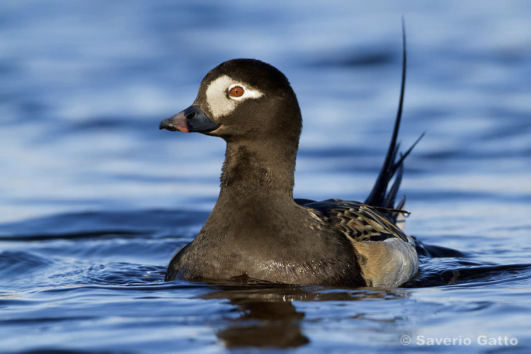 Long-tailed Duck