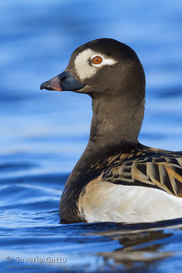 Long-tailed Duck