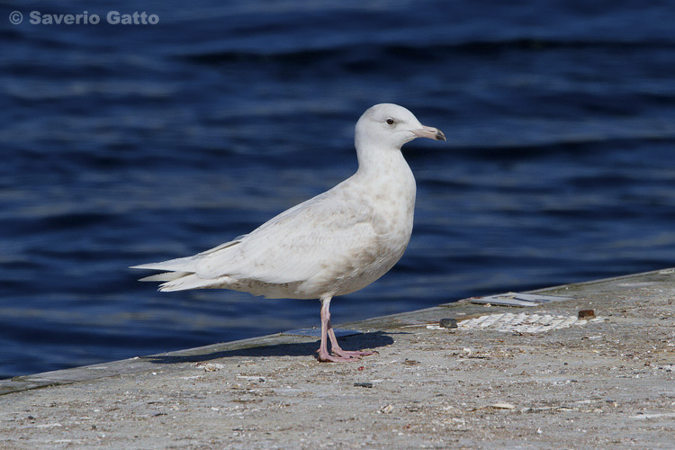 Glaucous Gull