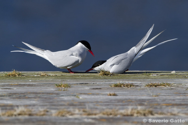 Arctic tern