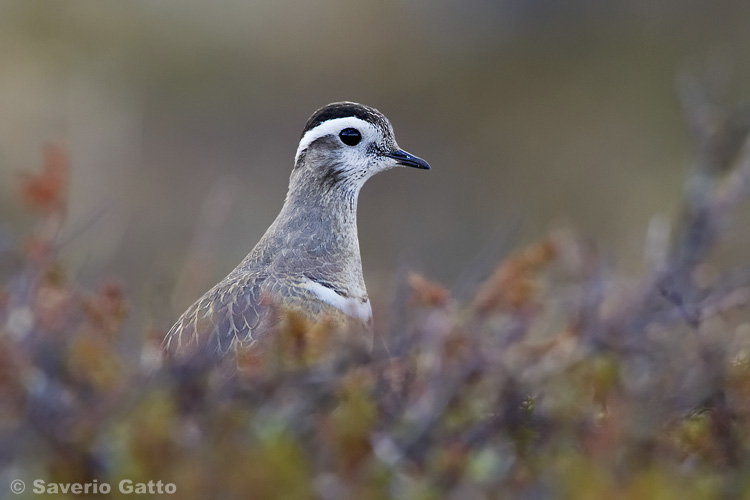 Eurasian Dotterel