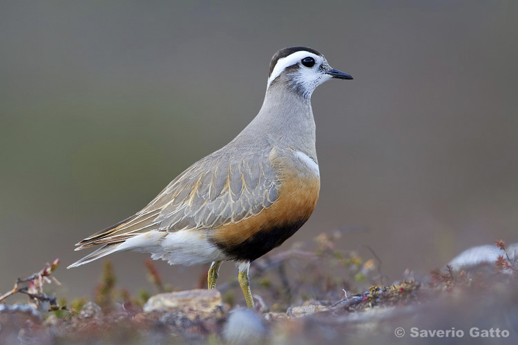 Eurasian Dotterel