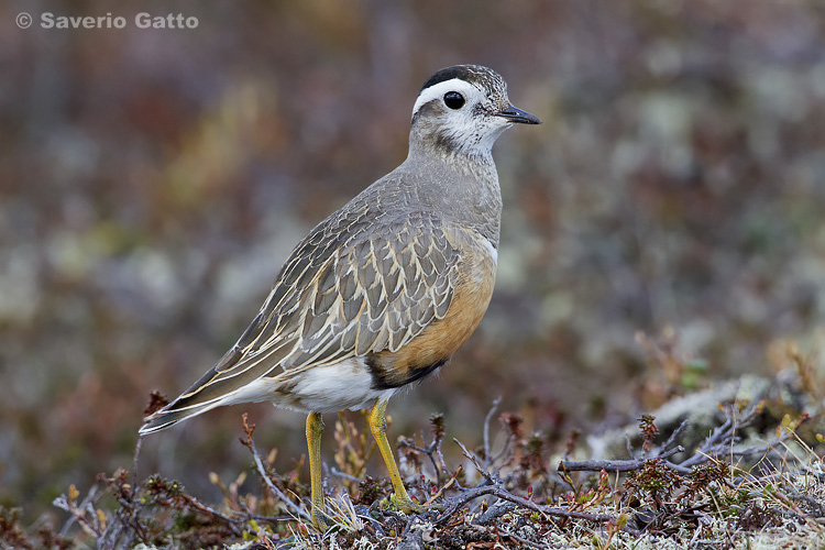 Eurasian Dotterel