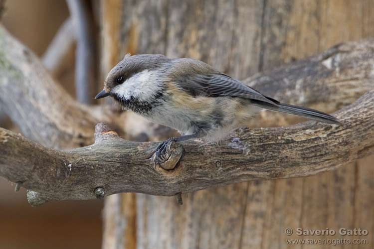 Grey-headed Chickadee