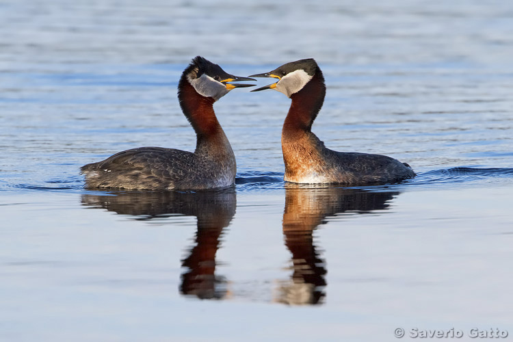 Red-necked Grebe