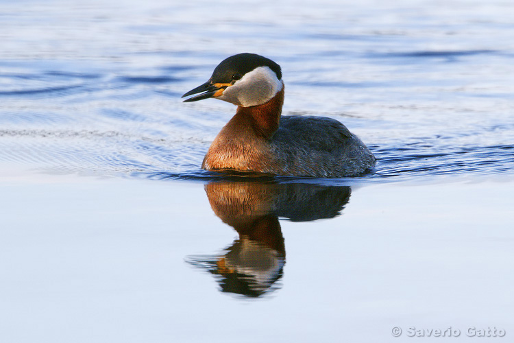 Red-necked Grebe