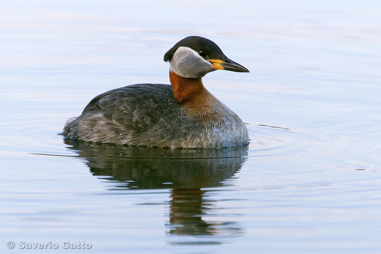 Red-necked Grebe