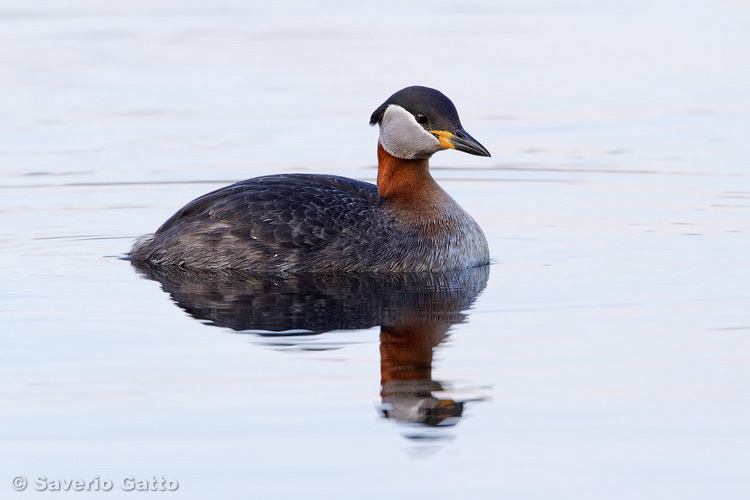 Red-necked Grebe