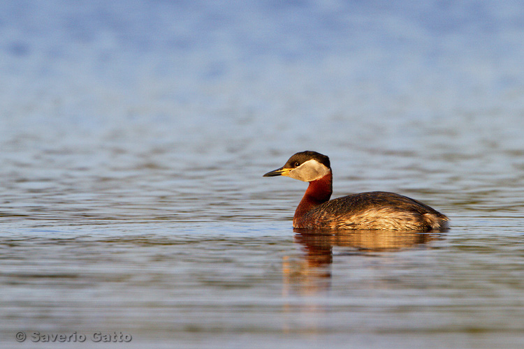 Red-necked Grebe