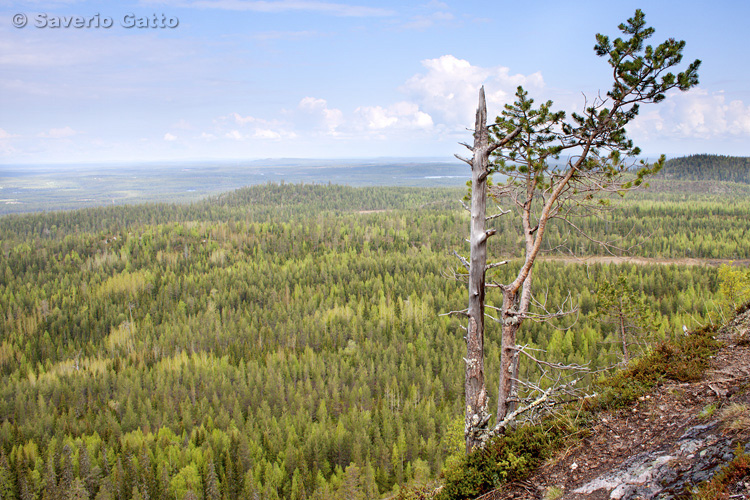 View from Valtavara Hill (Finland)