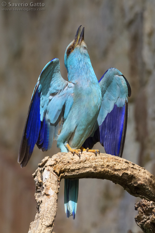 European Roller