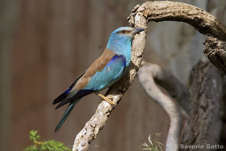 European Roller