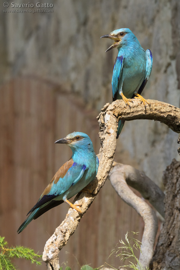 European Roller