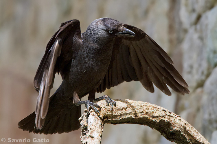 Western Jackdaw