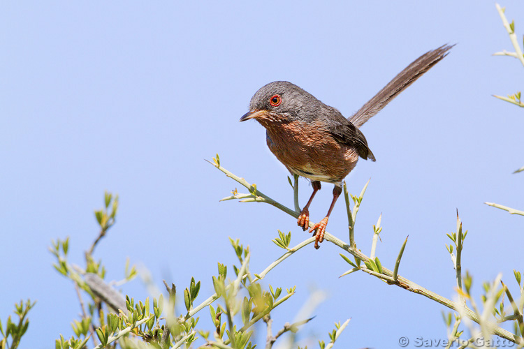 Dartford Warbler