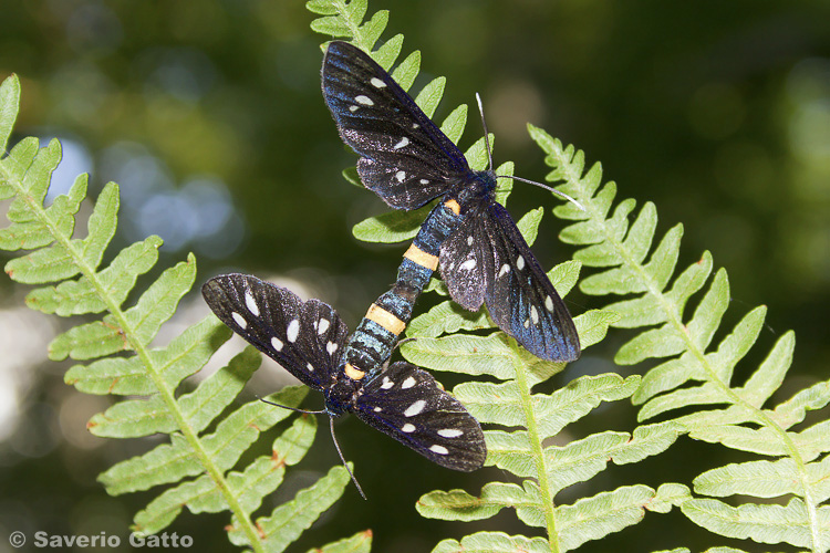 Amata phegea