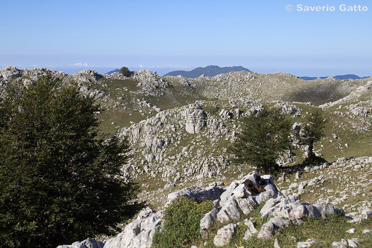 Monte Cervati (Parco Naz. del Cilento)