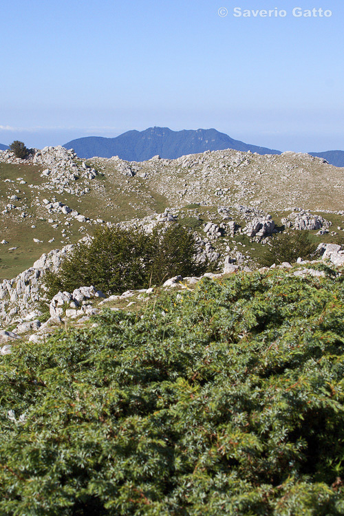 Monte Cervati (Parco Naz. del Cilento)