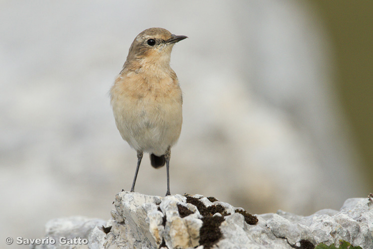 Northern Wheatear