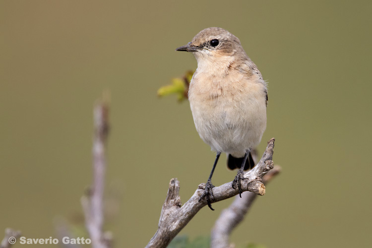 Northern Wheatear