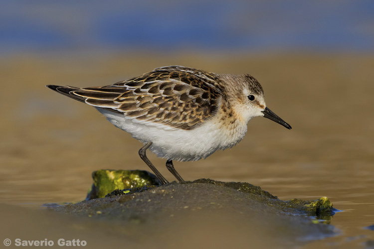 Little Stint