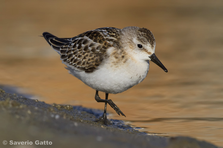 Little Stint