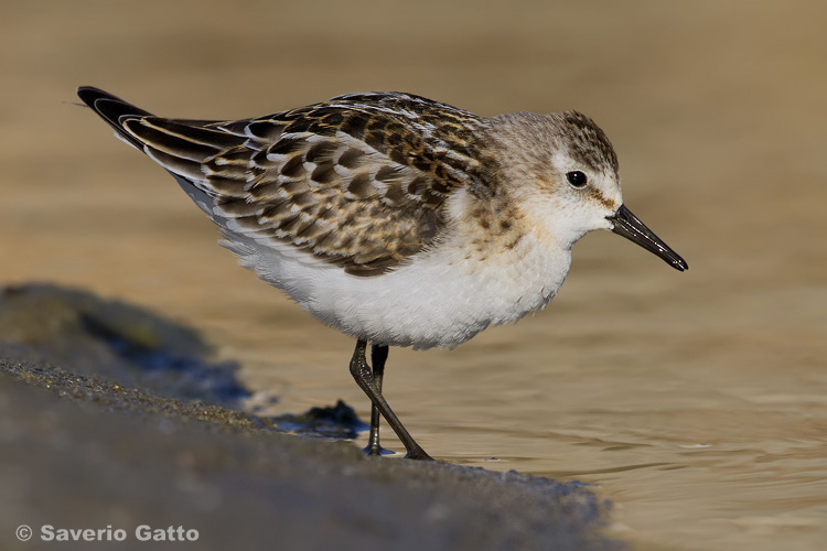 Little Stint