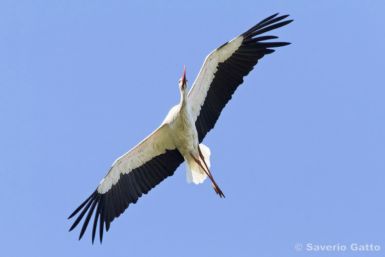 White Stork