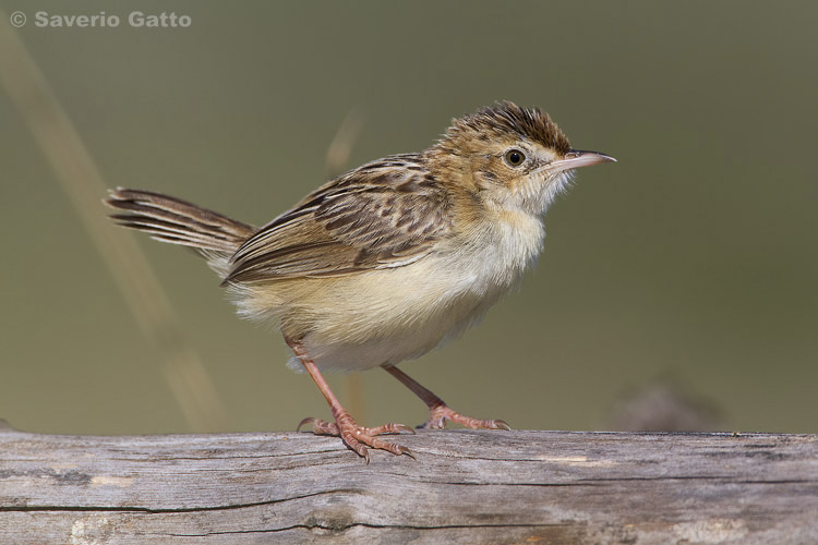 Zitting Cisticola