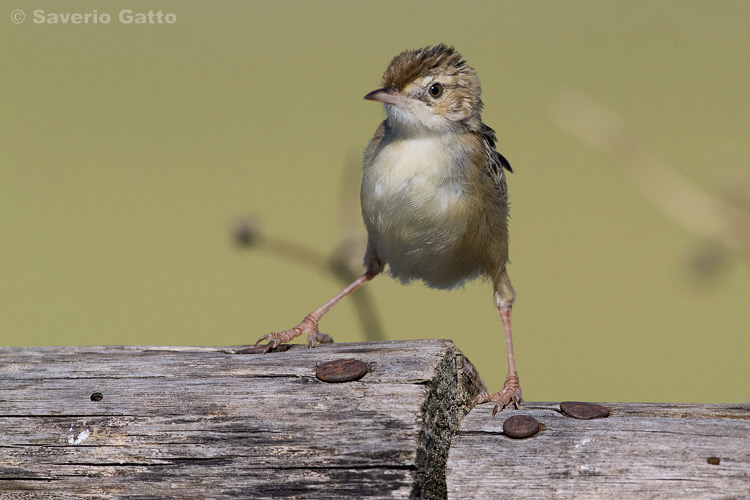 Zitting Cisticola