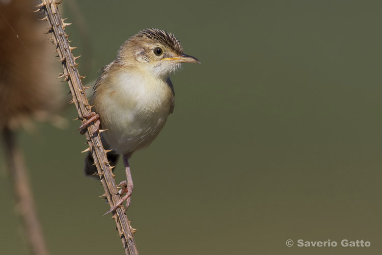 Zitting Cisticola