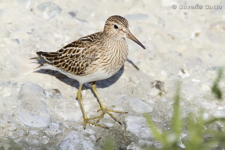 Pectoral Sandpiper