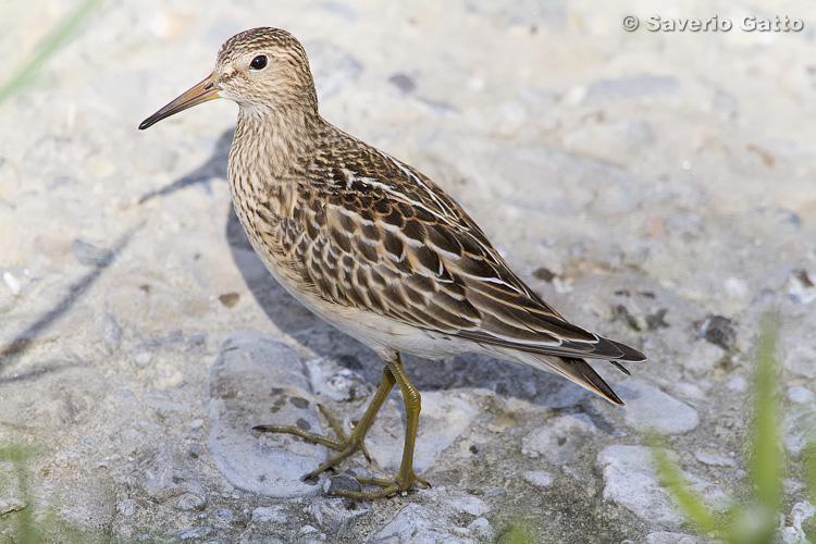 Pectoral Sandpiper