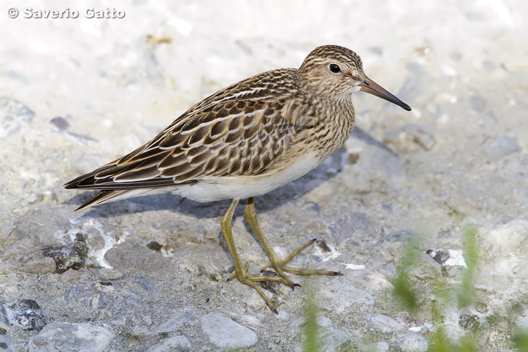 Pectoral Sandpiper