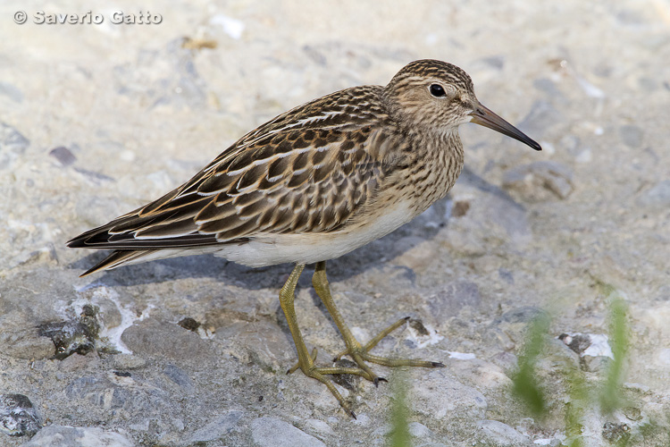 Pectoral Sandpiper