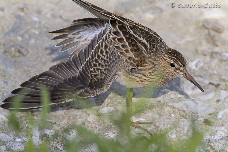 Pectoral Sandpiper