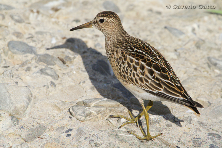 Pectoral Sandpiper