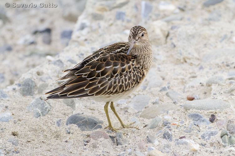 Pectoral Sandpiper