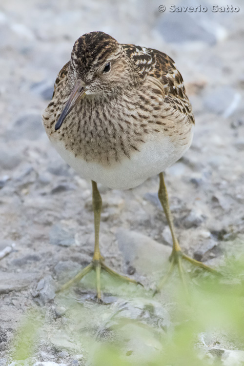 Pectoral Sandpiper