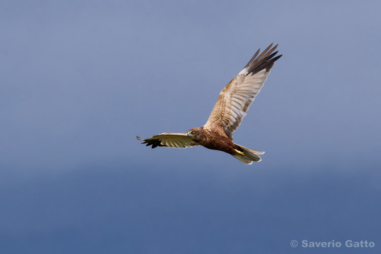 Marsh Harrier