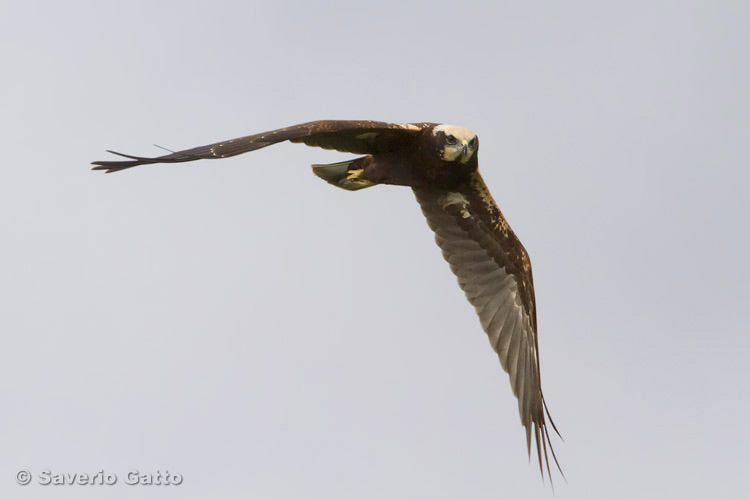 Marsh Harrier