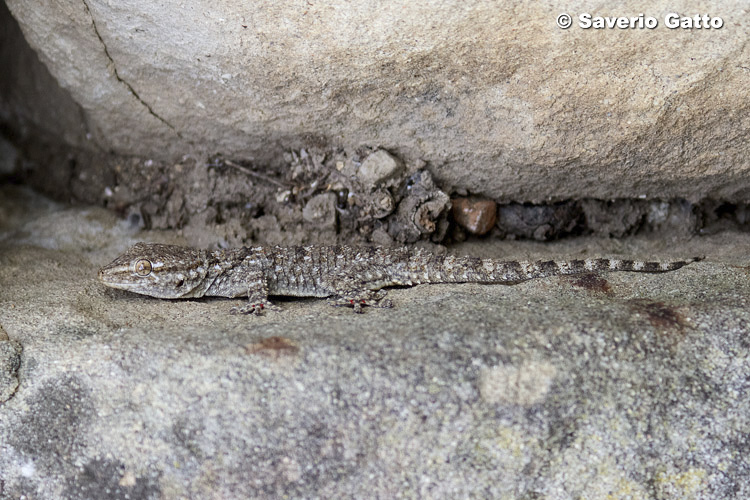 Wall Gecko