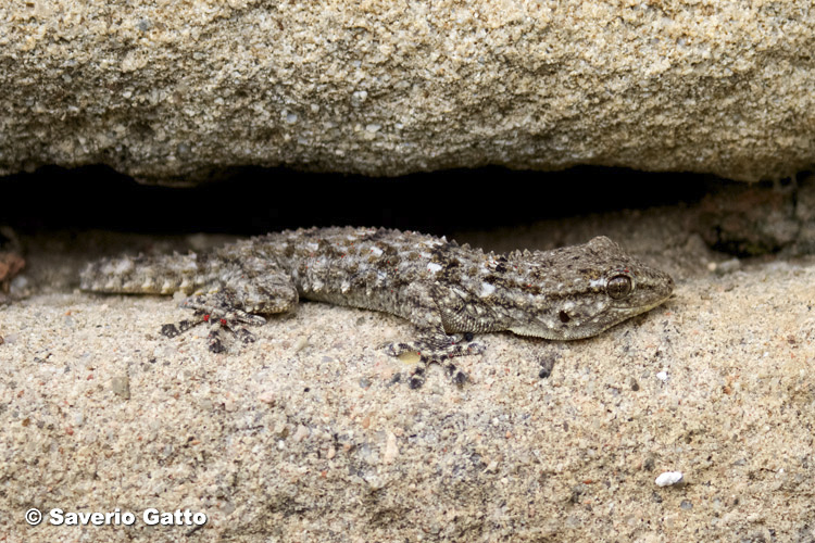 Wall Gecko