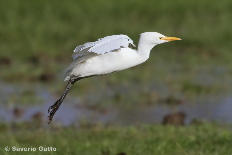 Cattle Egret